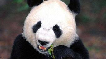 熊猫兔子无双视频,萌宠大冒险，欢乐无限