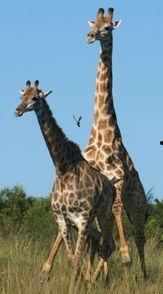 动物奇葩交配视频,揭秘那些令人捧腹的奇葩交配瞬间