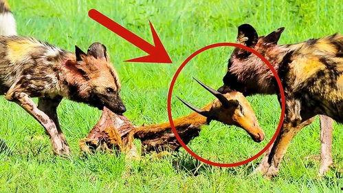 野狗捕猎视频,自然界生存法则的残酷演绎