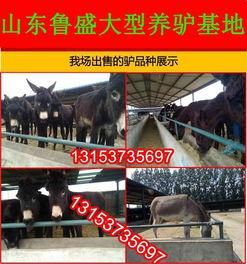 驴种子视频,揭秘神奇植物背后的神奇功效与神奇故事