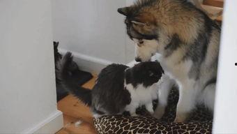 阿拉斯加的叫声视频,揭秘其独特嗓音之谜