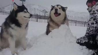 阿拉斯加的叫声视频,揭秘其独特嗓音之谜