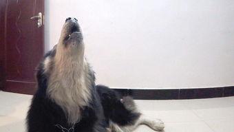 阿拉斯加的叫声视频,揭秘其独特嗓音之谜