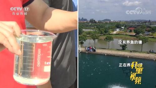 高密度养鱼视频